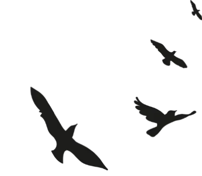 Maldives Speedboat Transfer