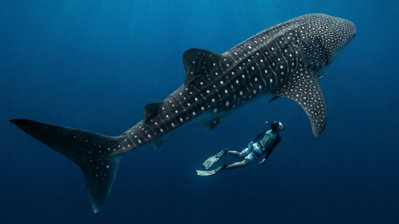 Whale shark swimming alongside snorkelers in clear blue waters of the Maldives