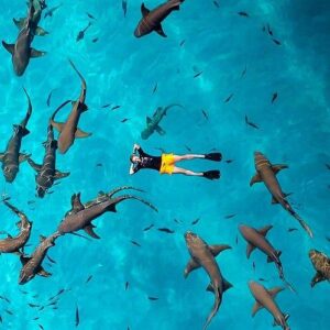Shark Point Snorkeling Maldives tour with reef shark encounters during Eid 2026.